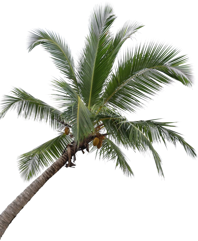 Palm